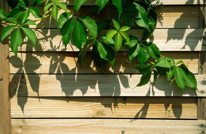 Horizontal-slat wood fence with climbing green vines in a residential yard