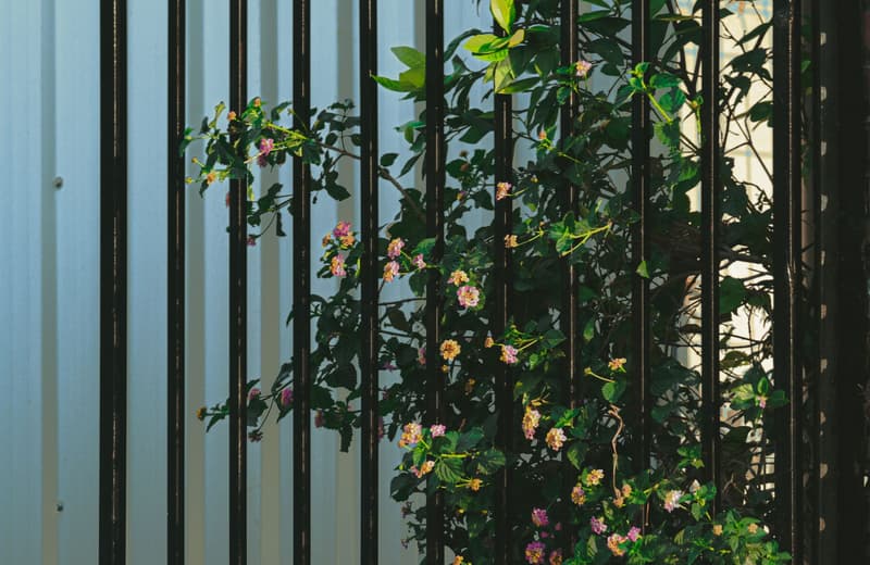 Black ornamental aluminum picket fence with a flowering shrub